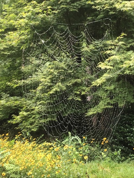spiderweb g.jpg